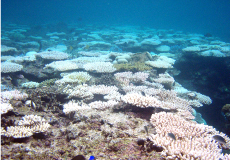 写真） サンゴの白化現象