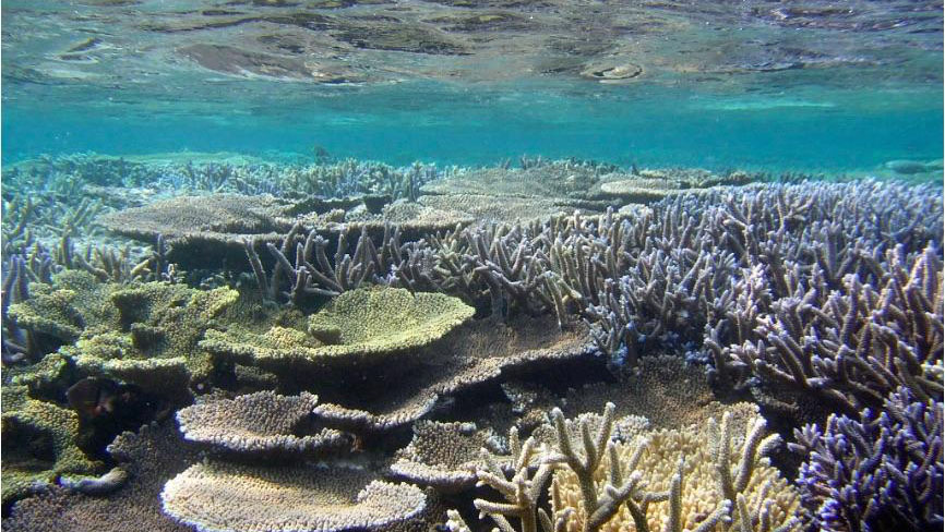 最新技術でサンゴ礁を保全