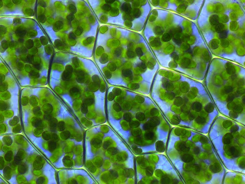 写真）細胞内に見える葉緑体