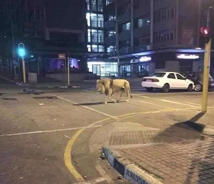 写真）デマのTweetに使われた写真：ヨハネスブルグの町中を歩くライオン（名前は「コロンブス」、映画撮影の為にLion & Safari Parkから借用された）