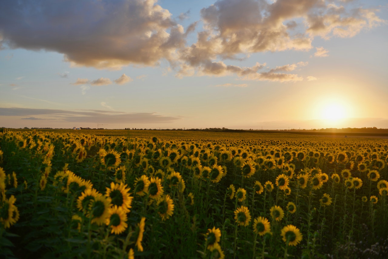 画像）　sunflower field during sunsets