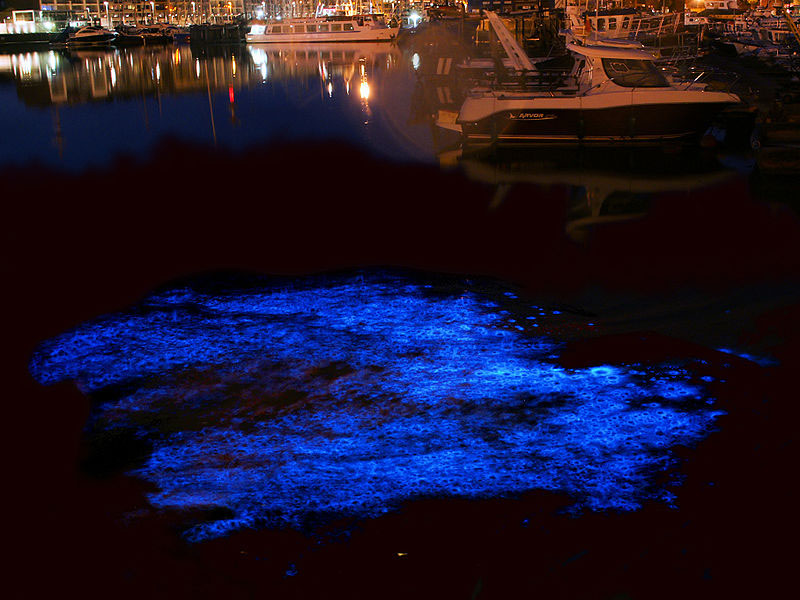 写真）夜光虫が発光している海面（ベルギー）