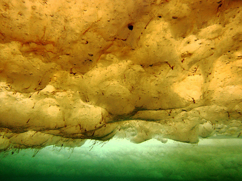 写真）ケイ藻（アイス・アルジー）”Sea ice algae community”