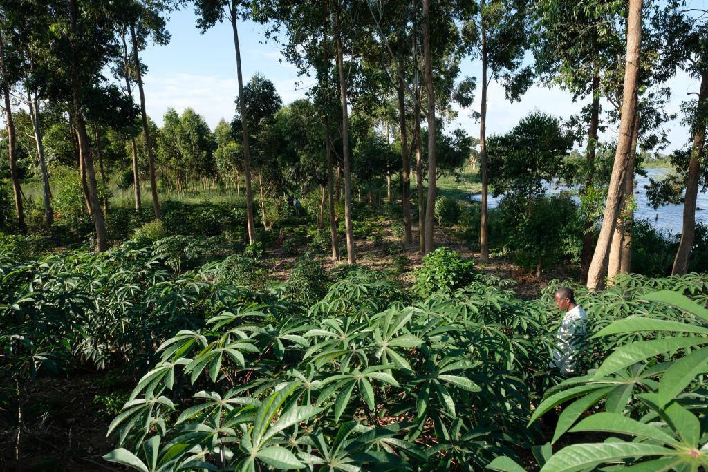 写真) キャッサバを栽培する農園　ウガンダ・ブンジャコ　2018年9月25日