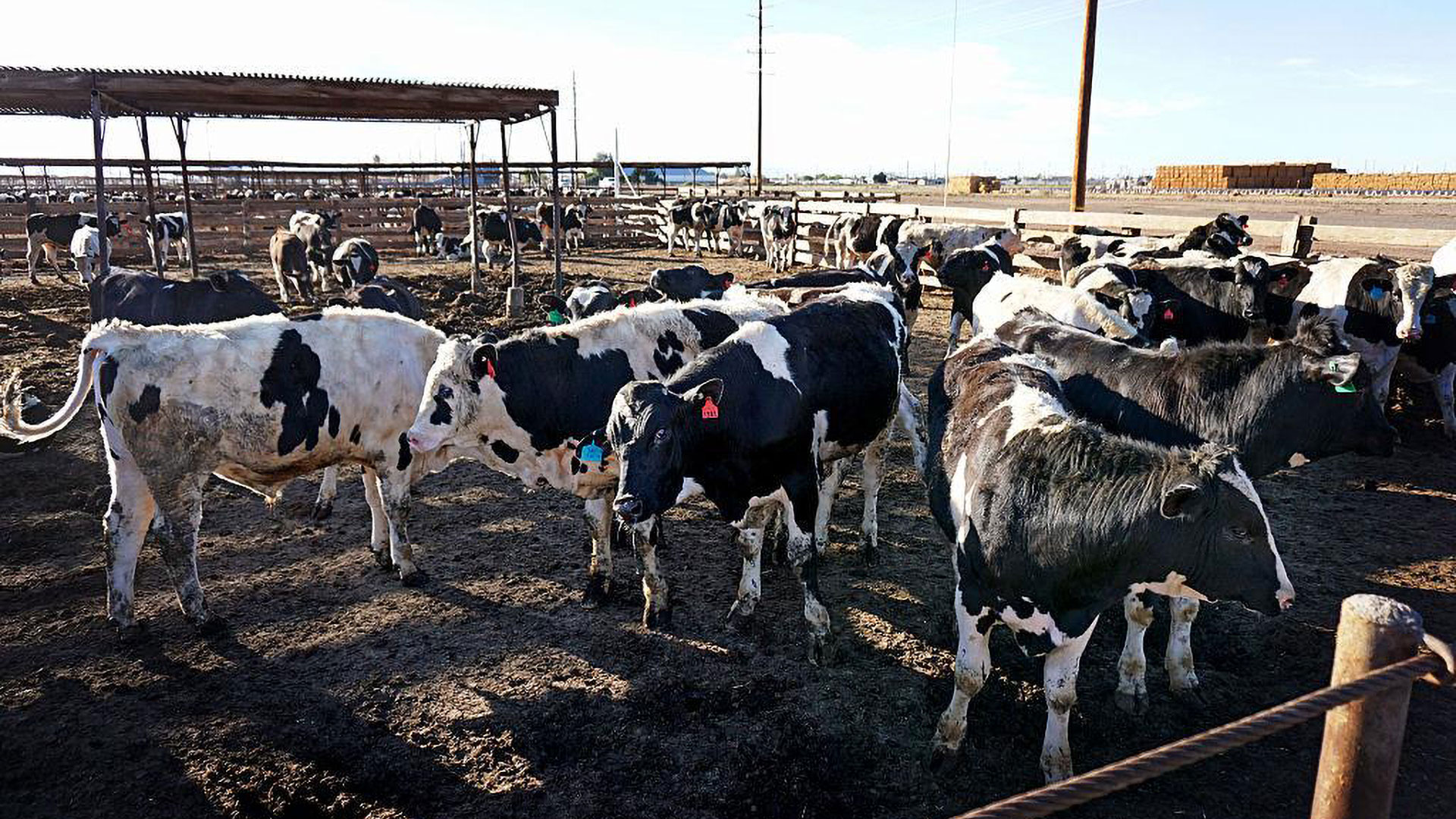 写真）牧場の牛　2015年2月11日　カリフォルニア州エルセントロ・インペリアルバレー