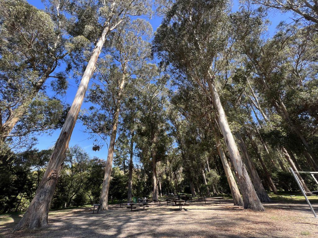 写真）ケネディグローブレクリエーションエリアのユーカリの森　2022年3月26日、カリフォルニア州エルソブランテ