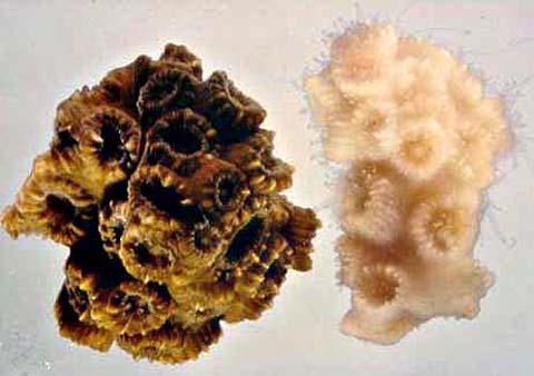 写真） 褐虫藻が共生した正常な状態のサンゴ（左）と白化したサンゴ（右）
