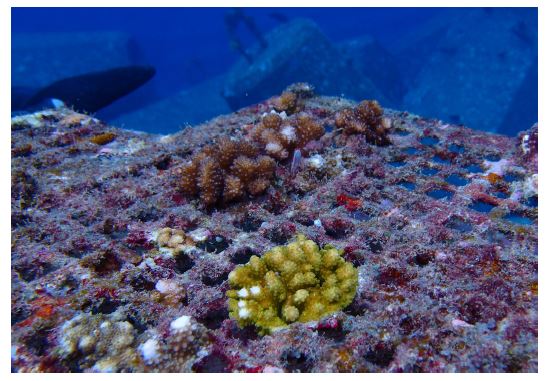 写真） 那覇港内に設置したコーラルネット上で成育するサンゴ