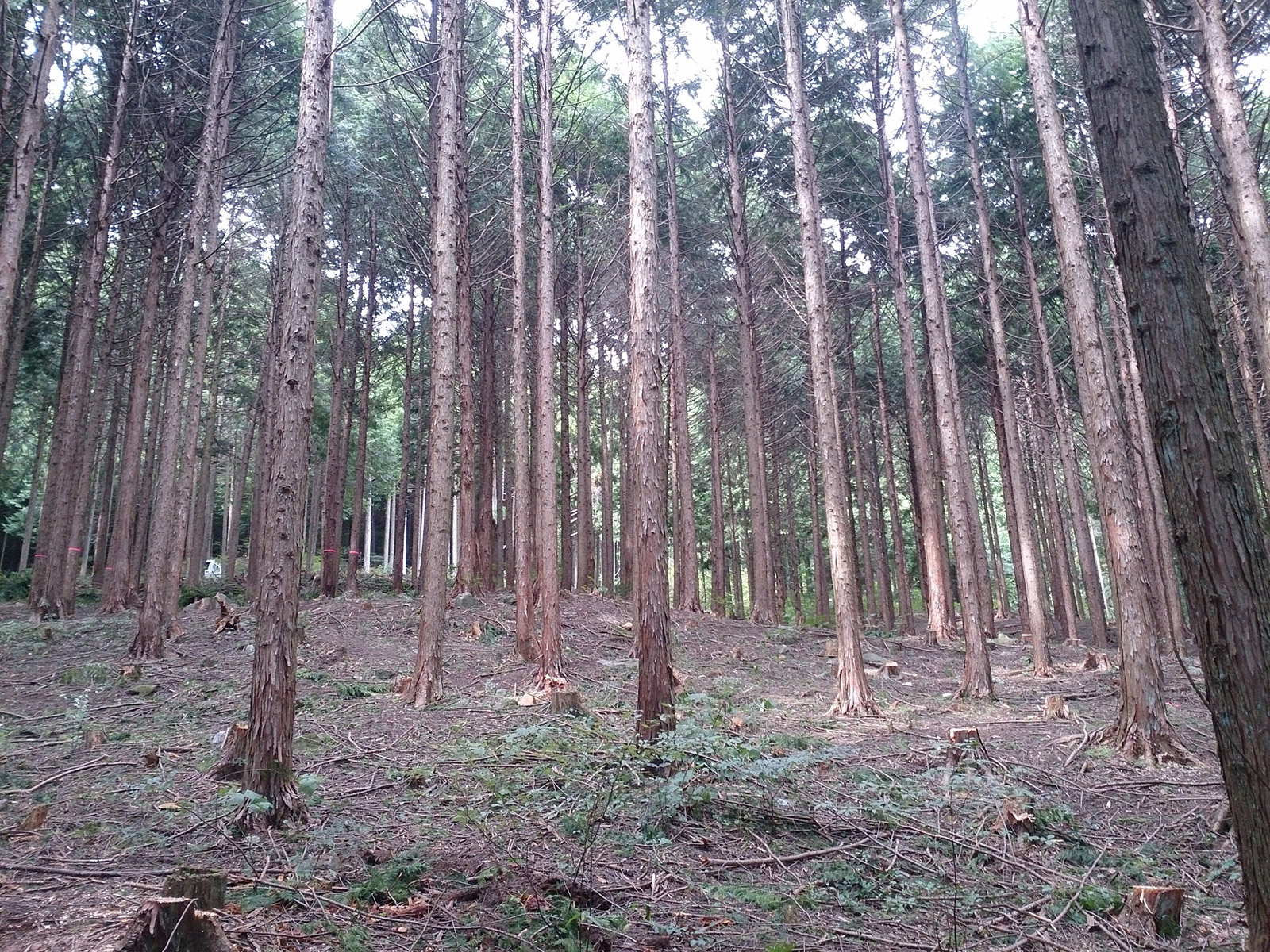 写真） 間伐後の森林