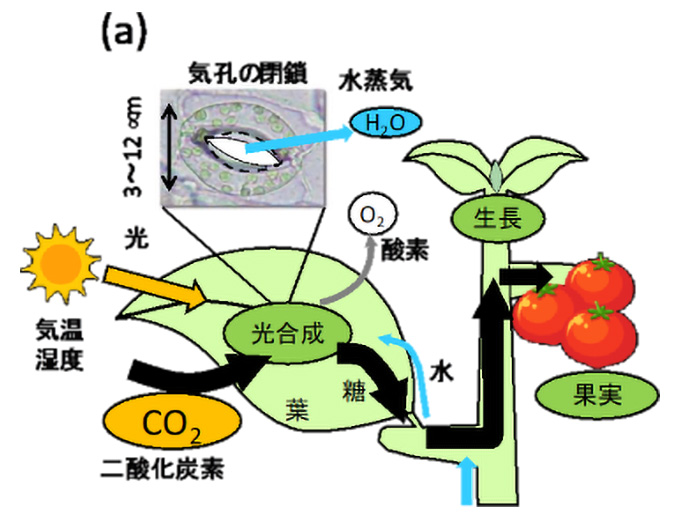 図）CO₂施肥効果の模式図。