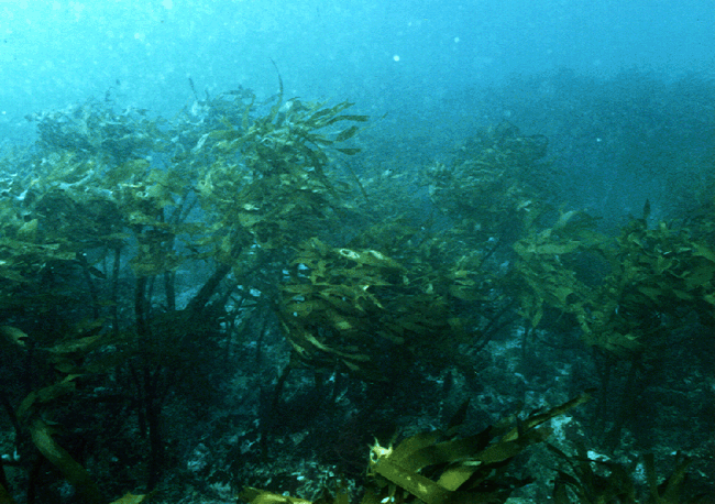 画像）藻場の一種であるカジメ場