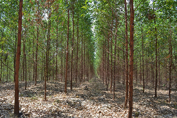 写真3：APPの管理地で整然と広がるユーカリの植樹林