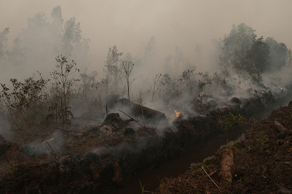 写真7：カリマンタン島の森林火災 鎮火後の様子（2015年10月）