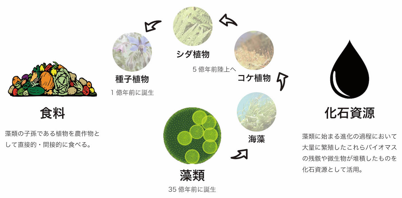 図）藻の進化の過程