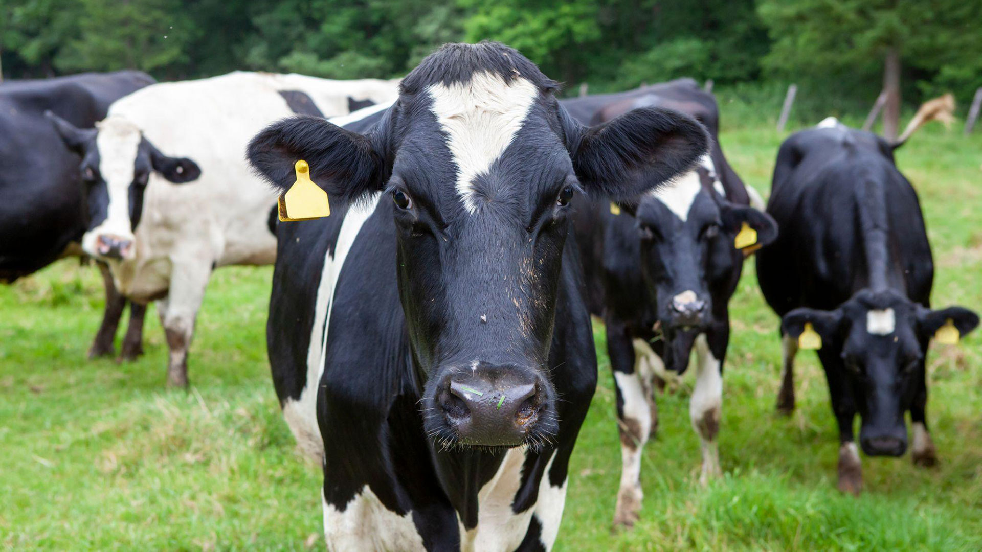 牛の尿が食糧問題解決の鍵になる