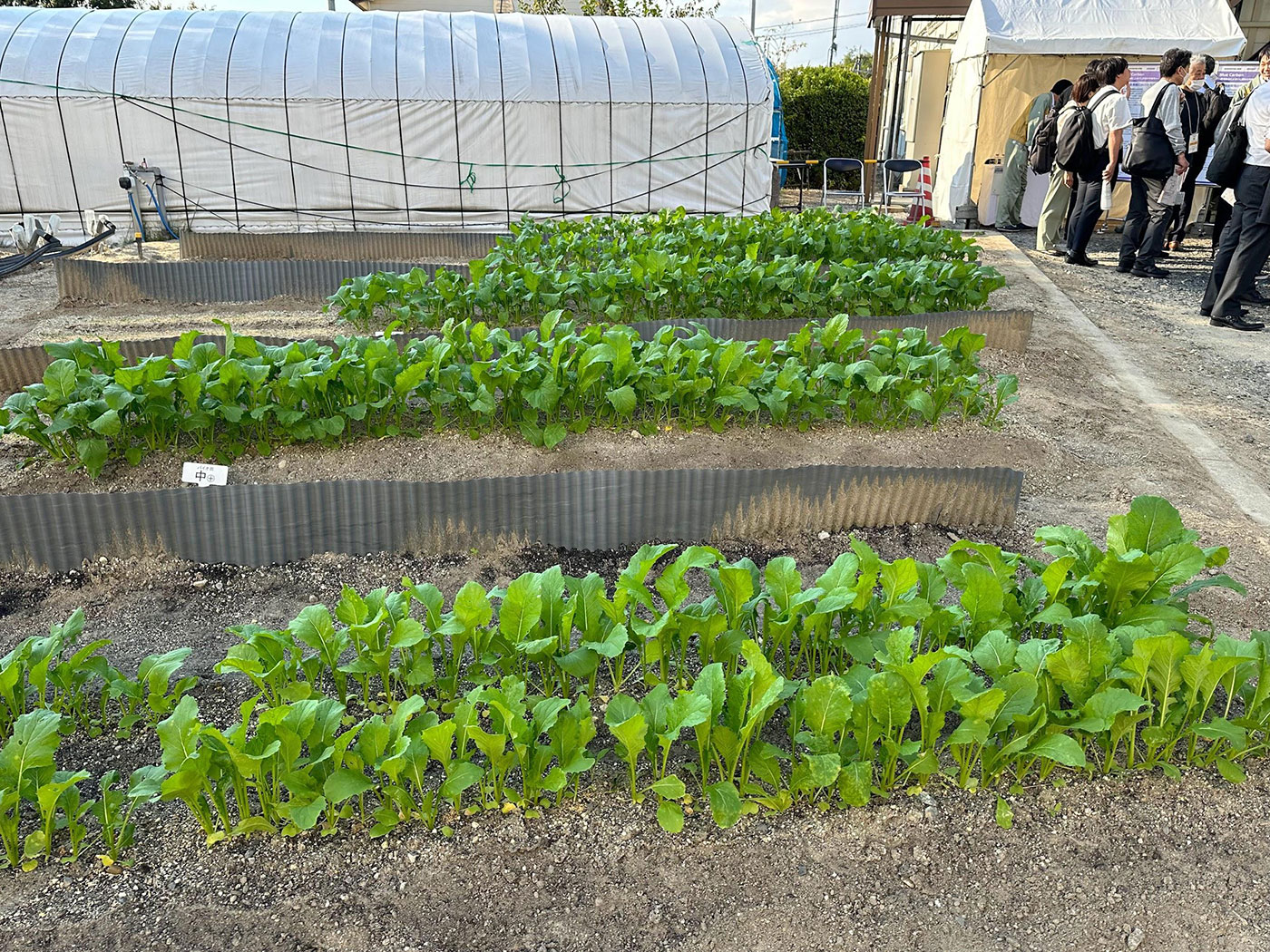 写真）栽培試験中の大高菜。投入するバイオ炭の量を変えて成育や品質を調査している。