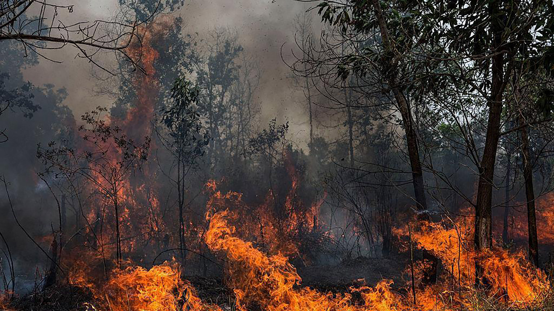 写真）インドネシアの泥炭地で発生した森林火災　2015年10月3日、インドネシア南スマトラ州パレンバン近郊オガン・イリル地区