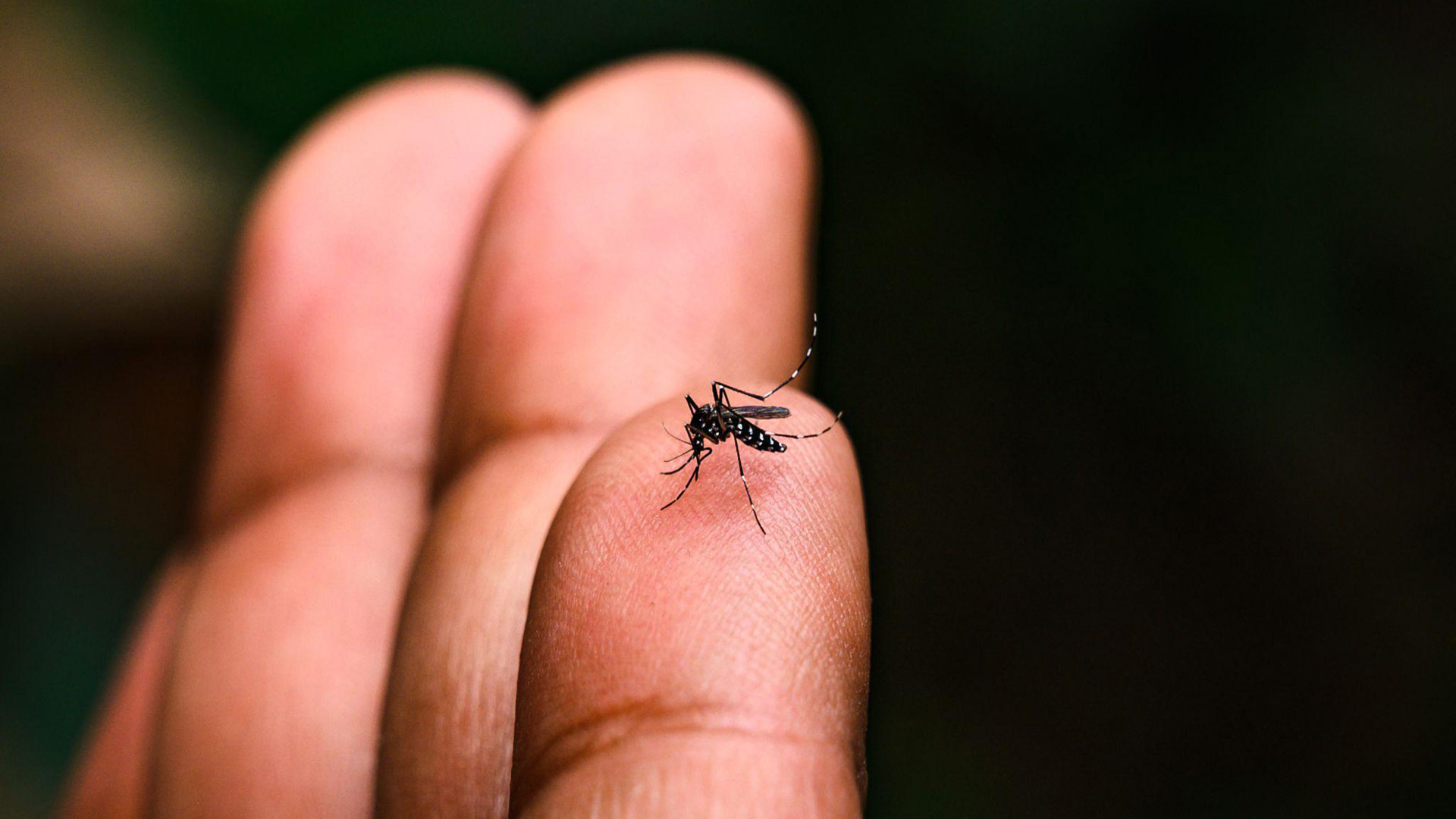 写真）ネッタイシマカ（ヒトスジシマカと同じヤブカ属の蚊）