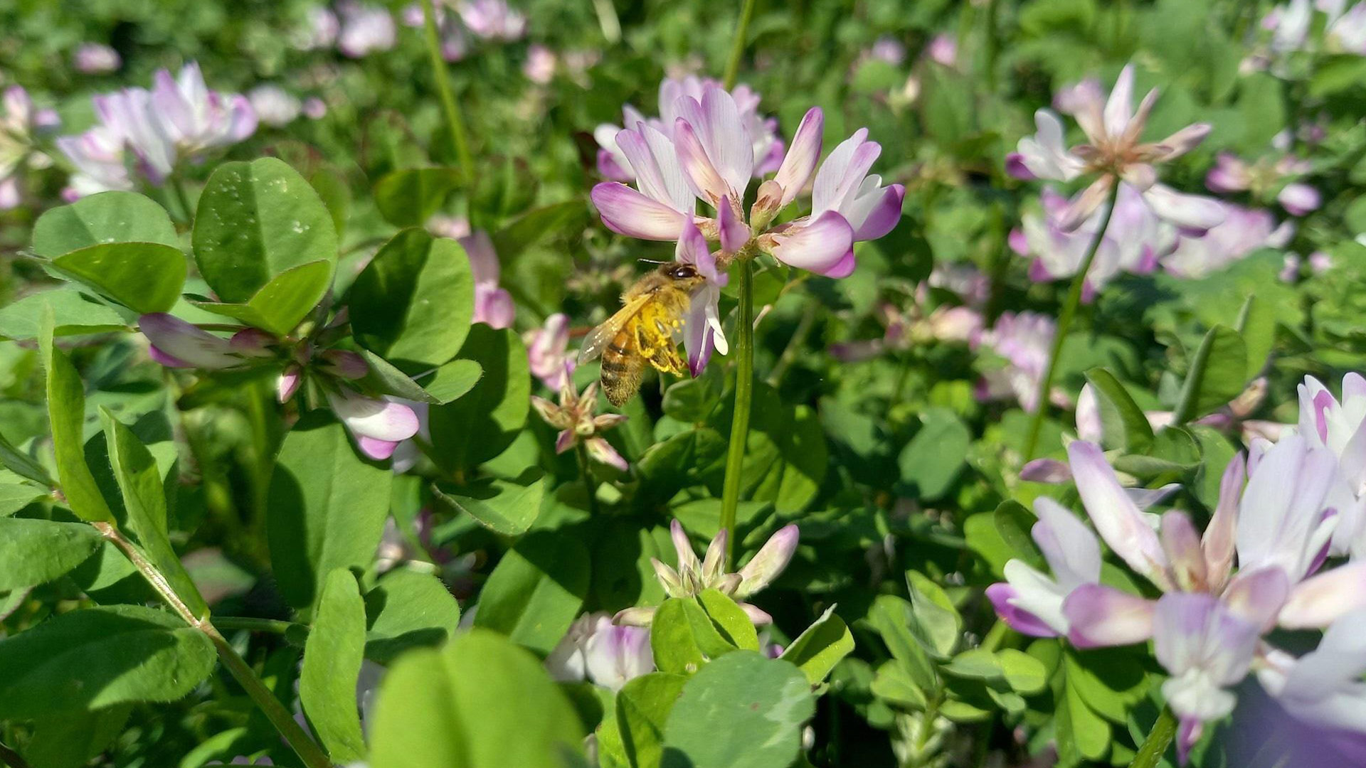 写真）レンゲの花から蜜を採るミツバチ