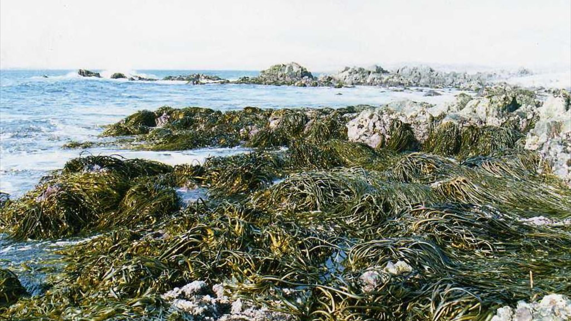 写真）チリに繁茂する漂着海藻