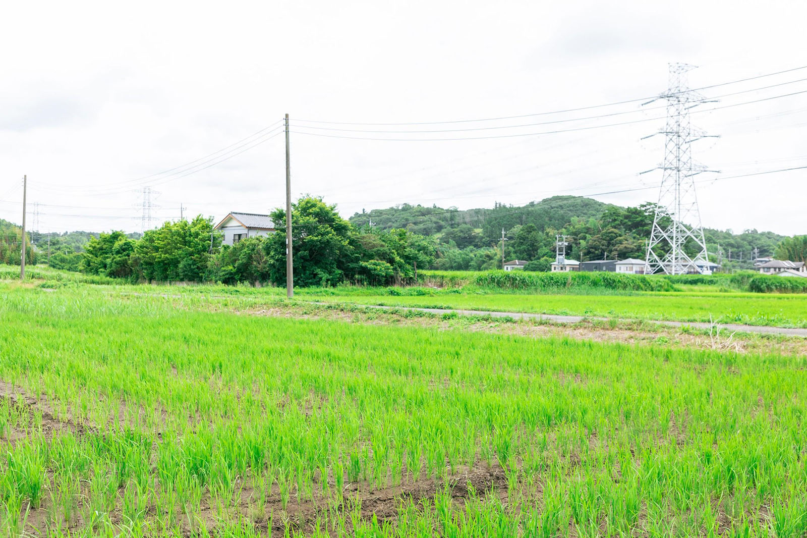 写真）水を張らない田（乾田）で育つ稲