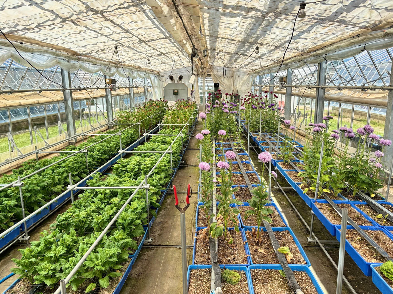 写真）長野県野菜花き試験場でおこなわれている隔離栽培（長野県塩尻市）