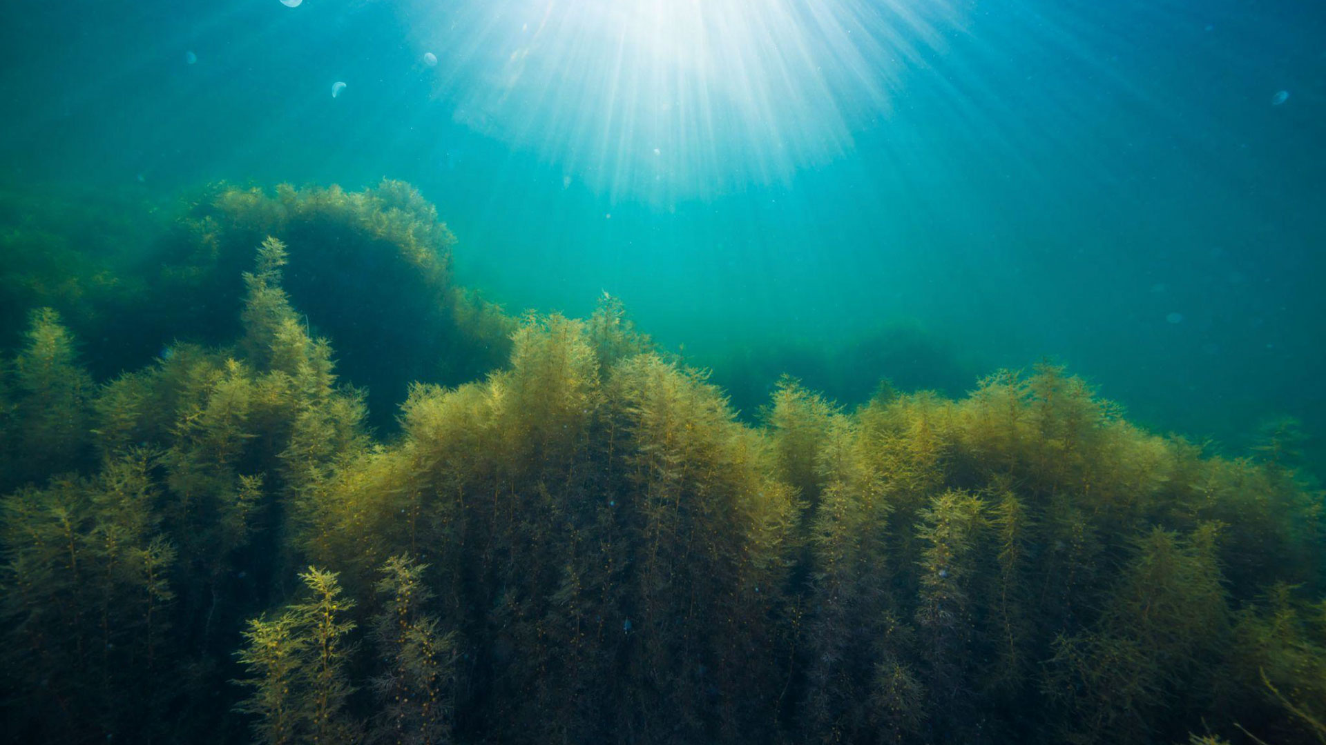 海洋保護とCO₂固定化を加速する「ブルーボンド」：ESG投資の新潮流