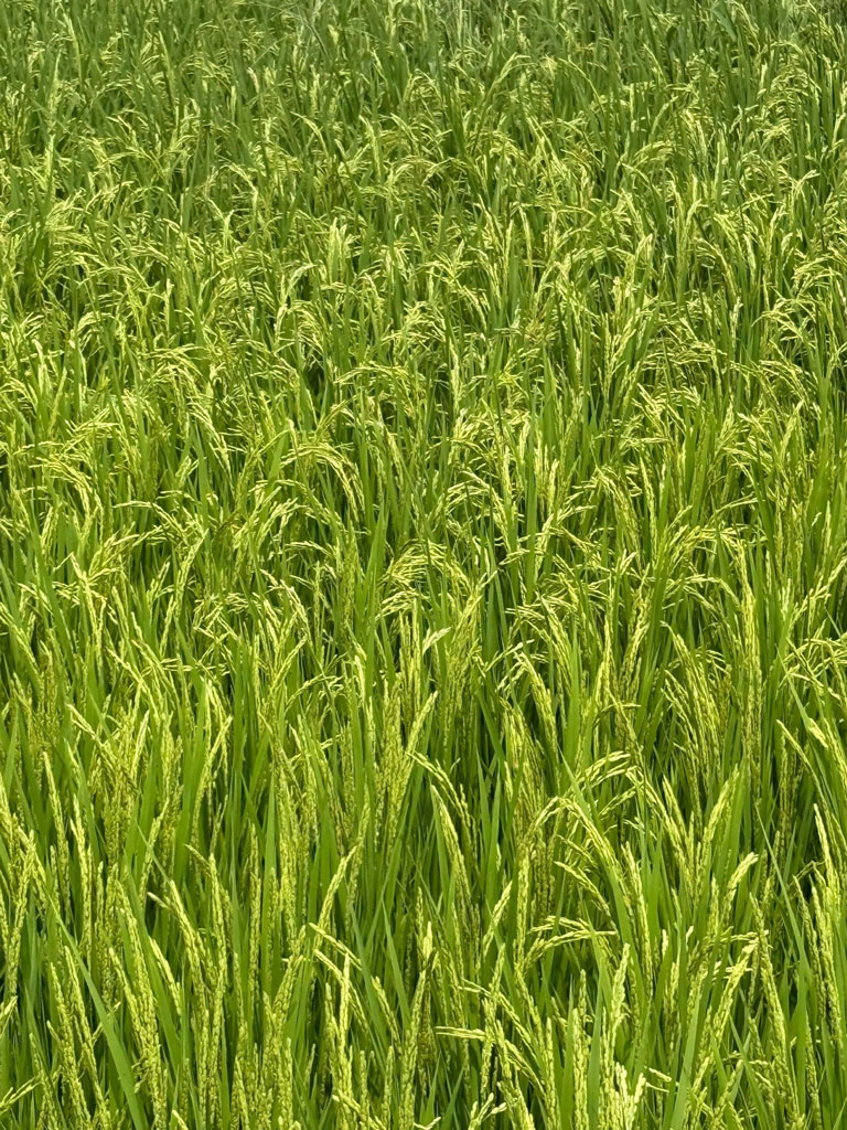 写真）新城市の実証田で育つ稲