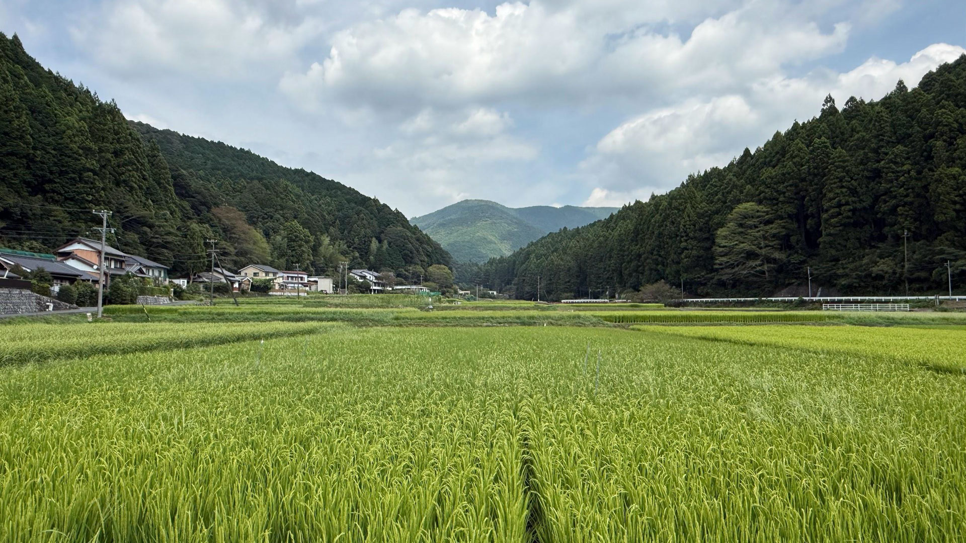 写真）新城市の実証田