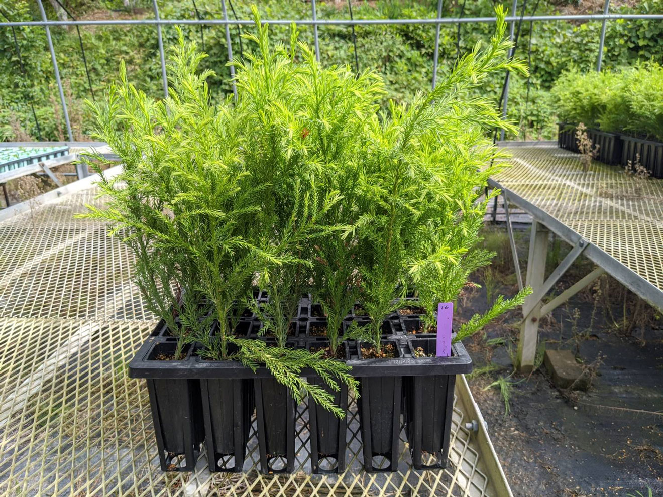 写真）「スゴイ苗™」