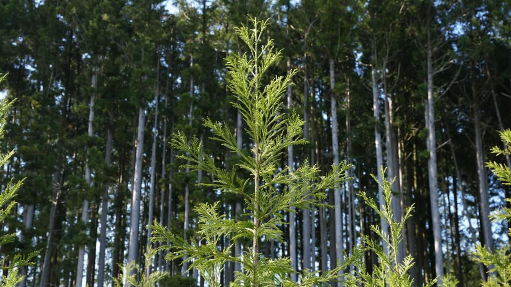 エネルギーと環境 Vol.68 CO₂吸収1.5倍！エリートツリーが導く日本の林業再生と経済安全保障