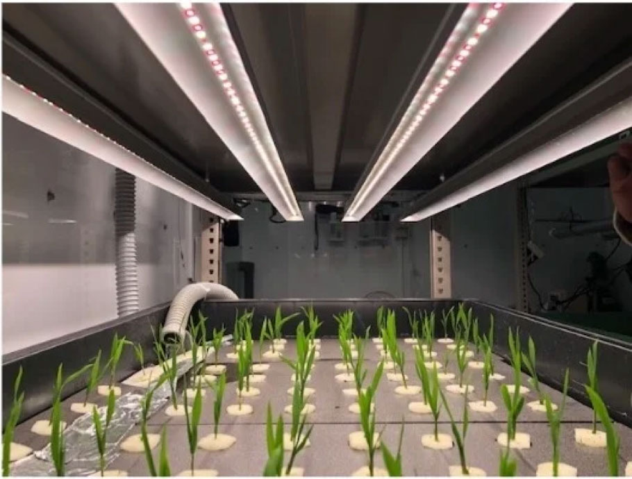 図）「みずのゆめ稲」施設内で