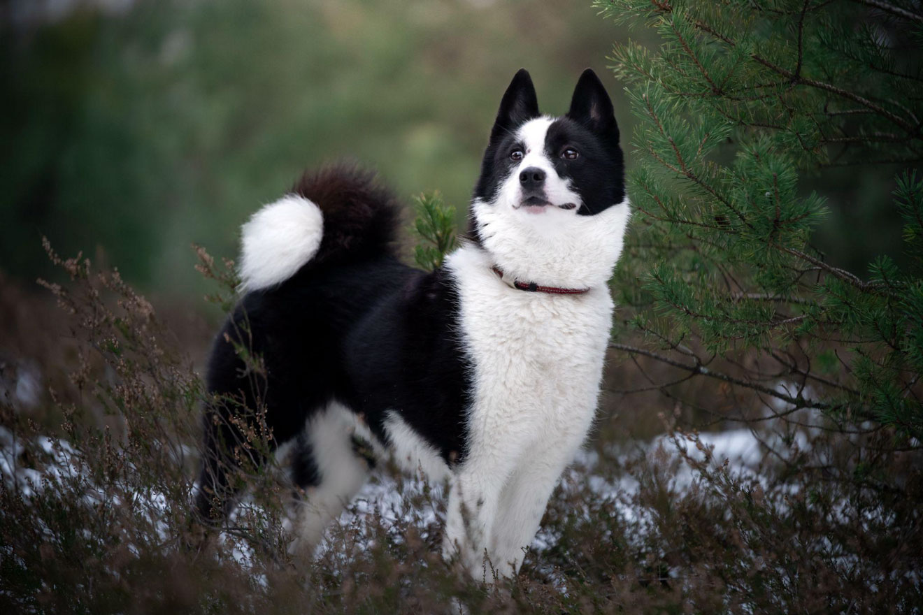 写真）カレリアン・ベア・ドッグ（イメージ）