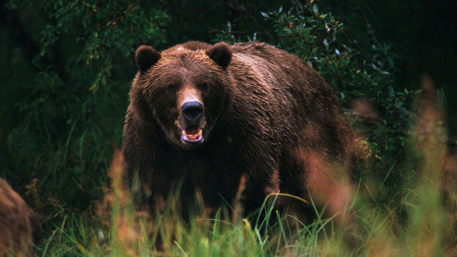 クマとの共生:科学と技術による次世代の獣害対策